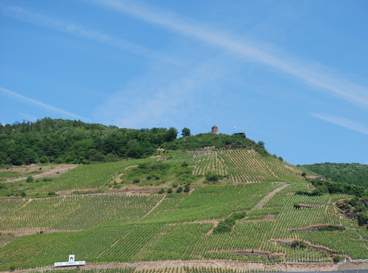 Blick auf die Weinberge von Zell